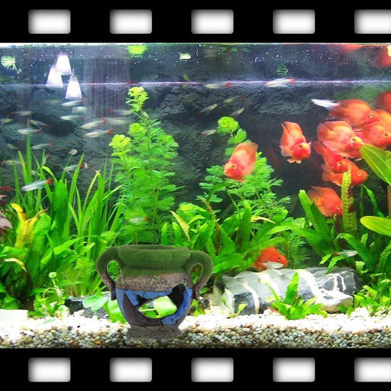 1pc Resin Vase with Moss Aquar - Marine Aquarium All In One 评论和价格