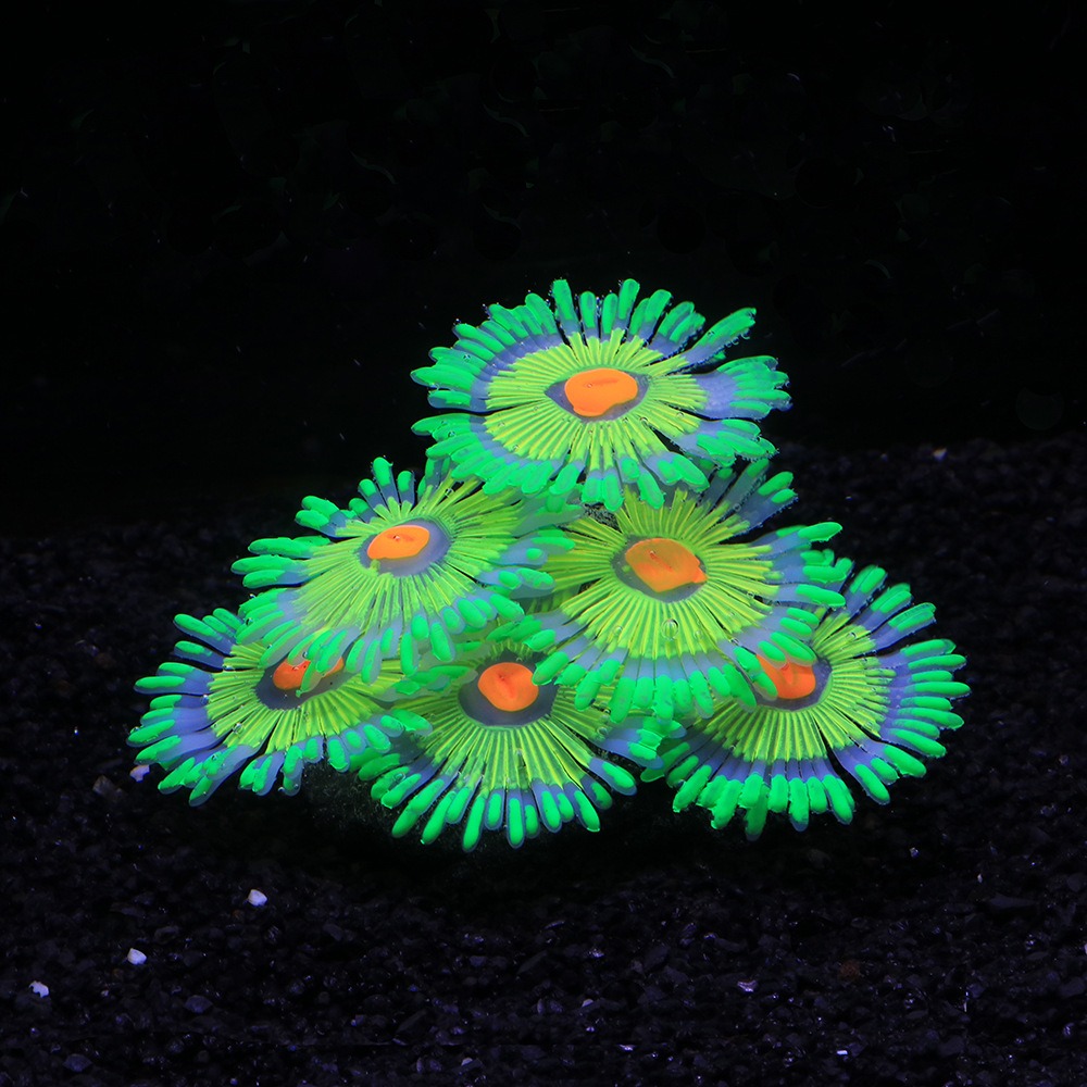 Glowing Soft Aquarium Fish Tan - Marine Aquarium All In One 评论和价格