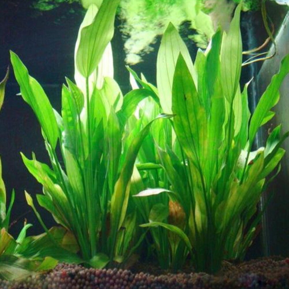 15cm Artificial Aquarium Decor - Marine Aquarium All In One 评论和价格