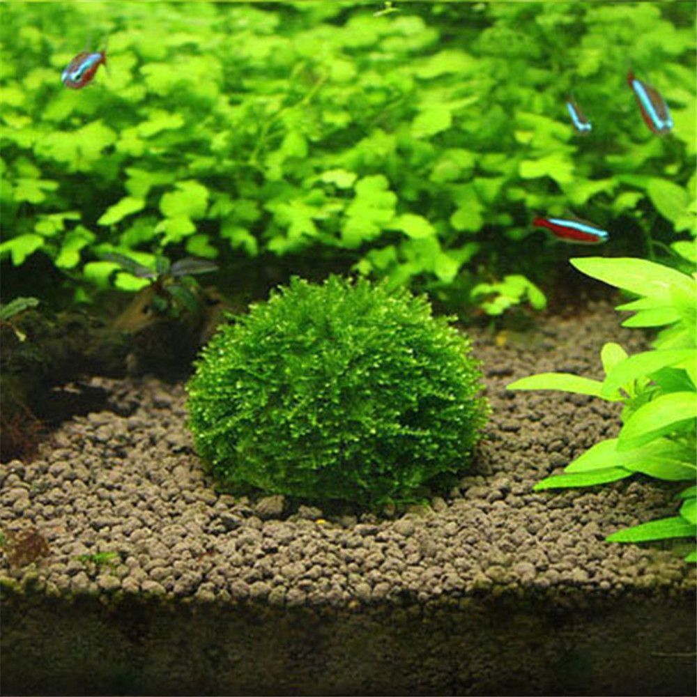 New Plastic Suspension Moss Do - Marine Aquarium All In One 评论和价格