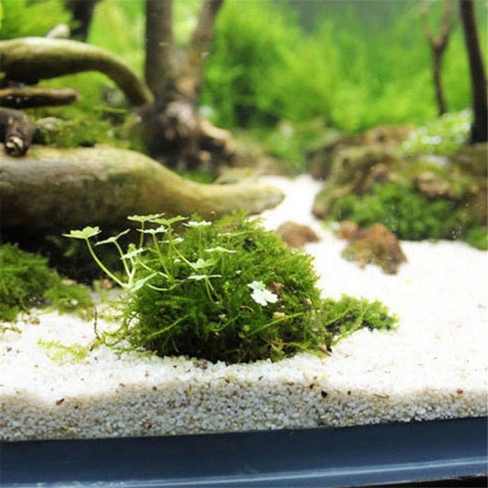New Plastic Suspension Moss Do - Marine Aquarium All In One 评论和价格
